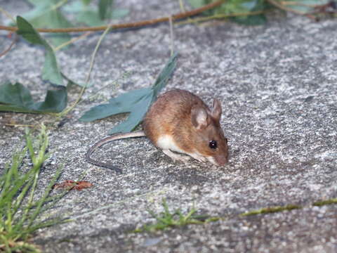 Image of Yellow-necked Field Mouse