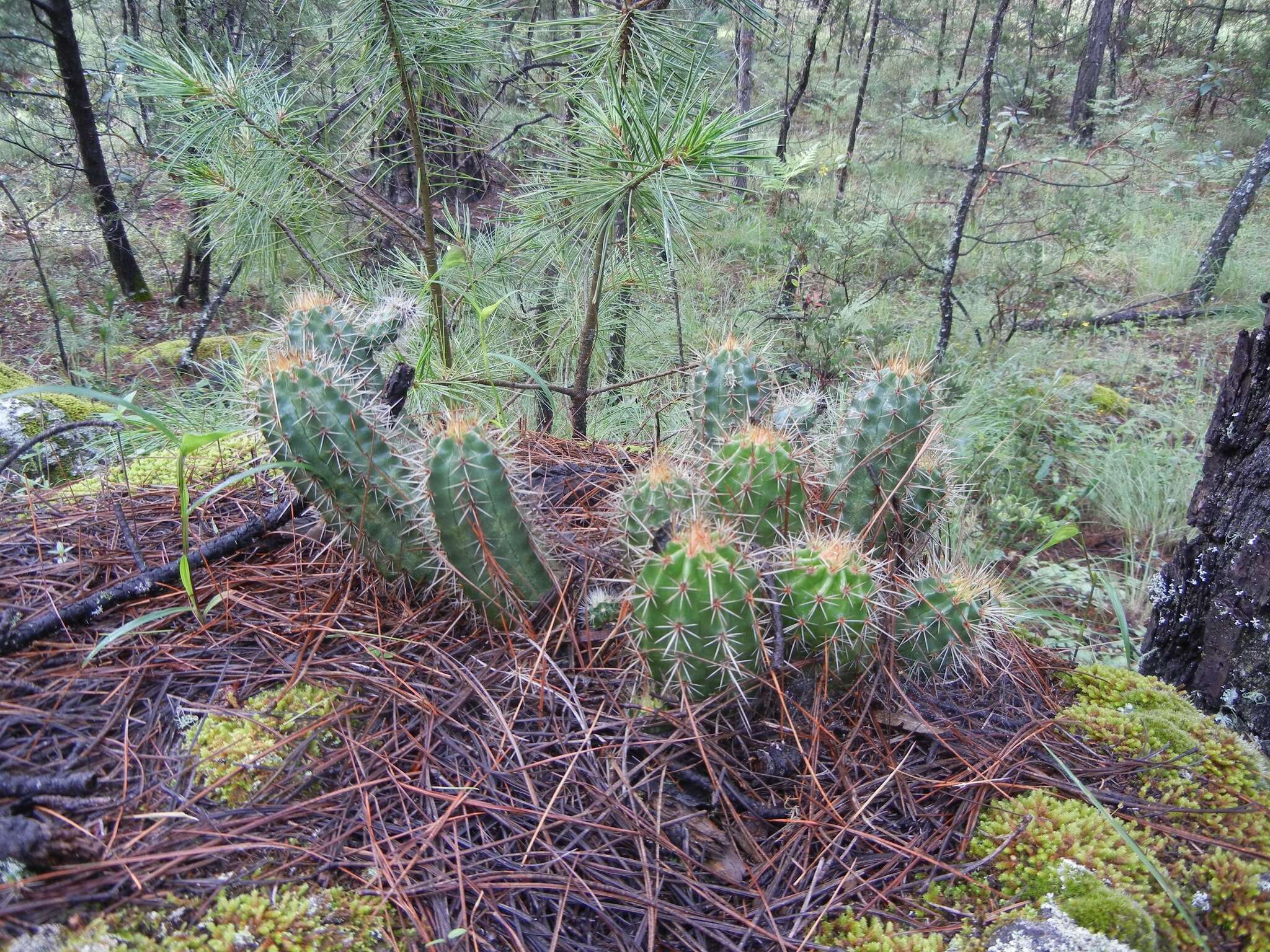 Image of Echinocereus salm-dyckianus Scheer