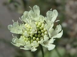 Image of cream pincushions