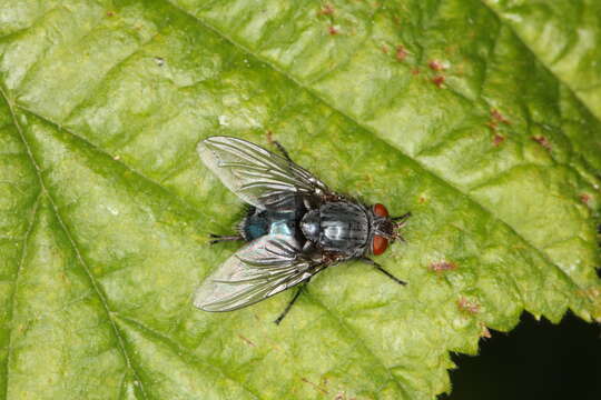 Image of Blue blowfly