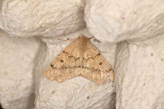 Image of scalloped hazel