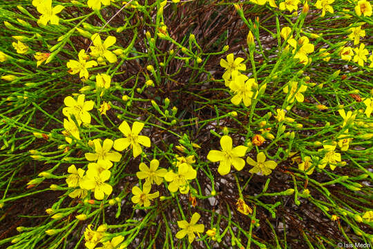 Imagem de Chaetostoma flavum C. Koschnitzke & A. B. Martins