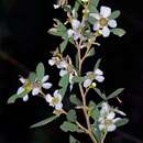 Sivun Leptospermum obovatum Sweet kuva