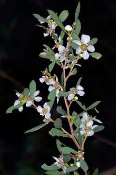 Sivun Leptospermum obovatum Sweet kuva