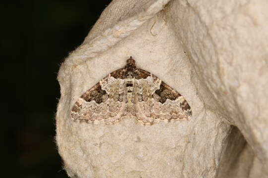 Image of garden carpet