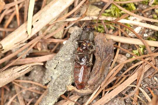 Imagem de Athous haemorrhoidalis