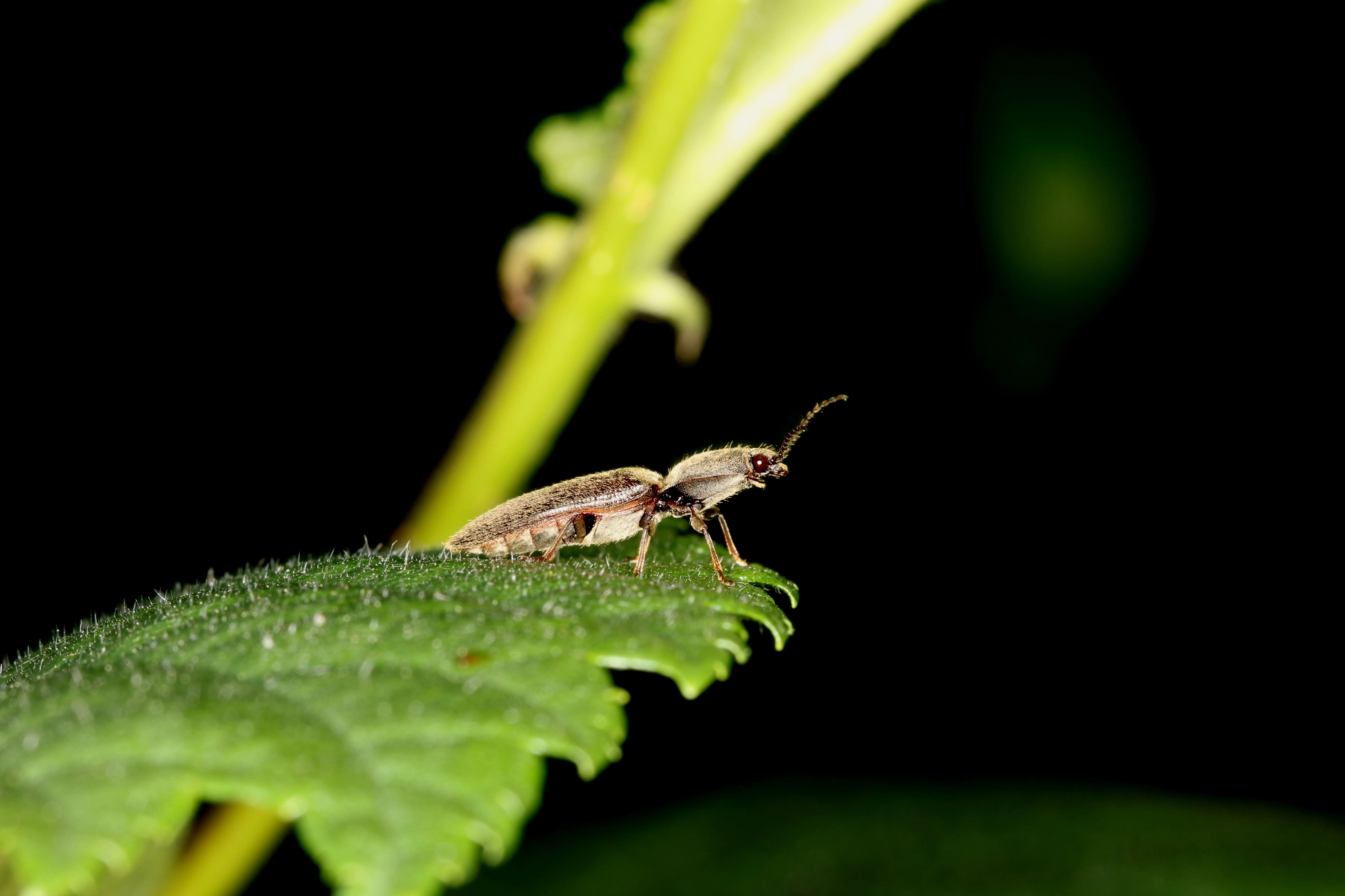 Imagem de Athous haemorrhoidalis