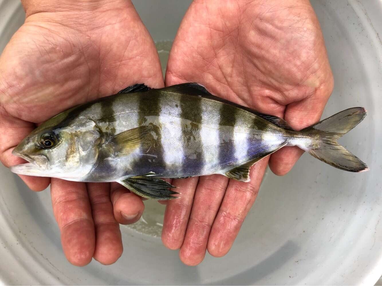 Image of Banded Rudderfish