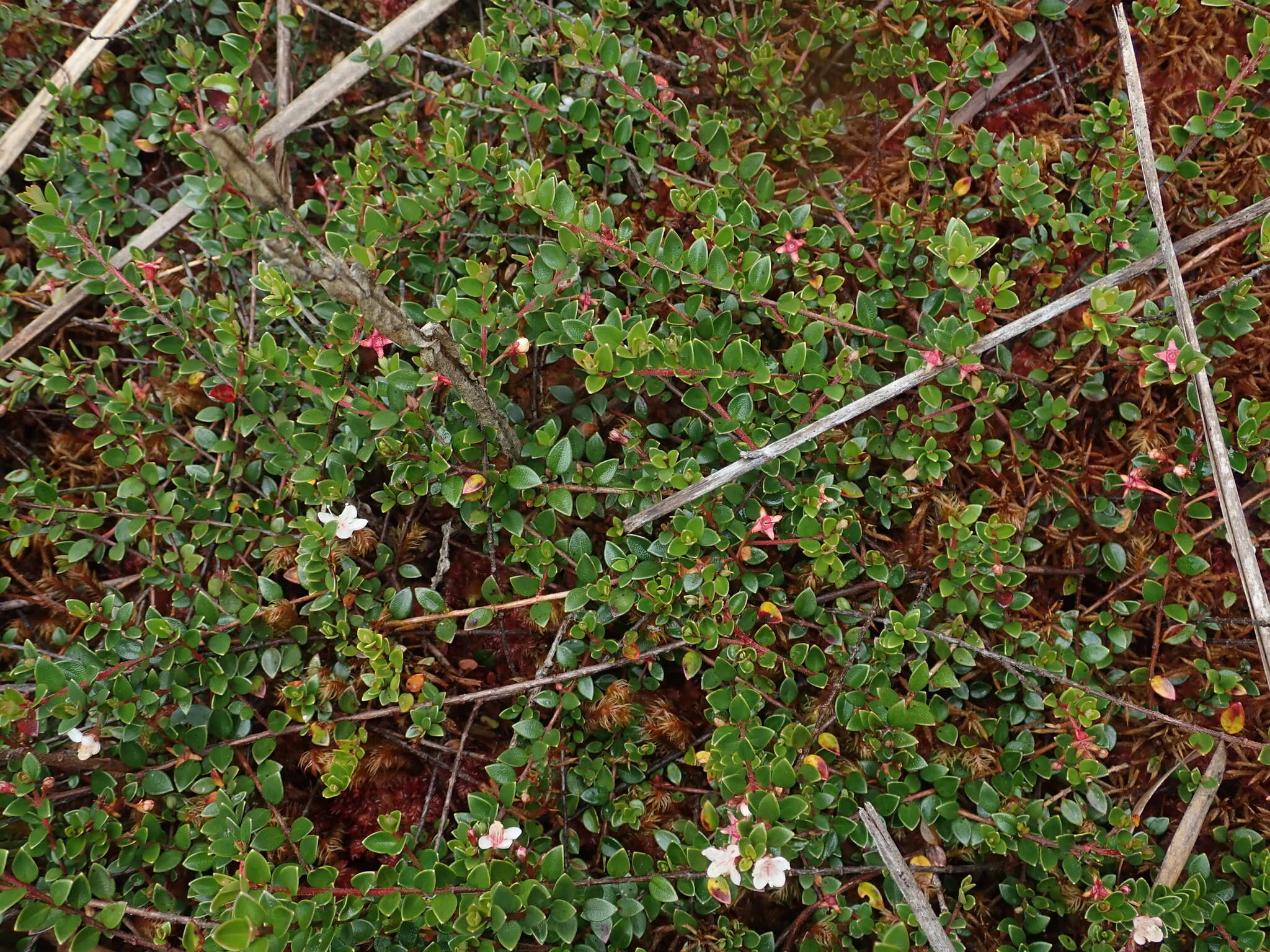 Myrteola nummularia (Poir.) O. Berg resmi