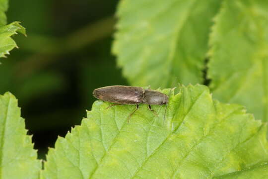 Image of Athous haemorrhoidalis