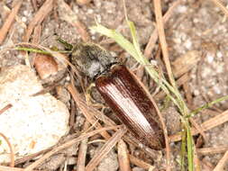 Image of Athous haemorrhoidalis