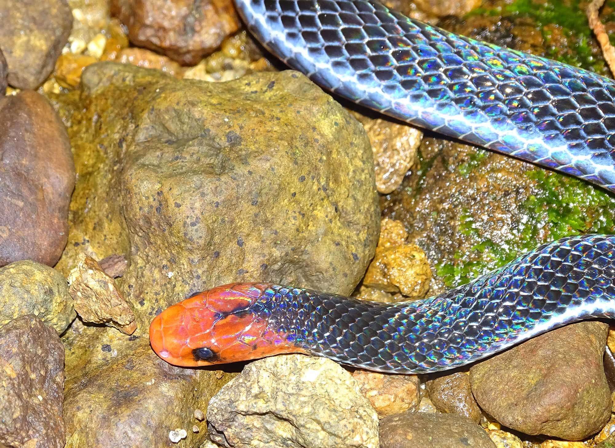 Image of Calliophis bivirgatus flaviceps (Cantor 1839)