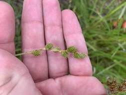 Image of Green-Sheath Sedge