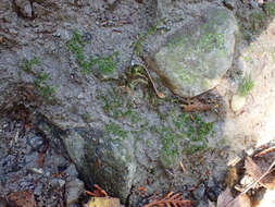 Image of dichodontium moss