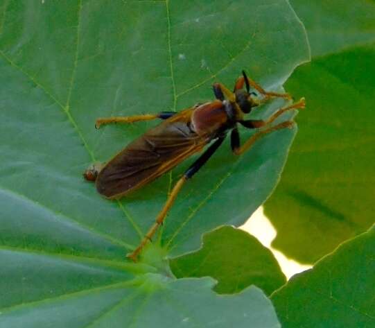 Image of <i>Ospriocerus tequilae</i>