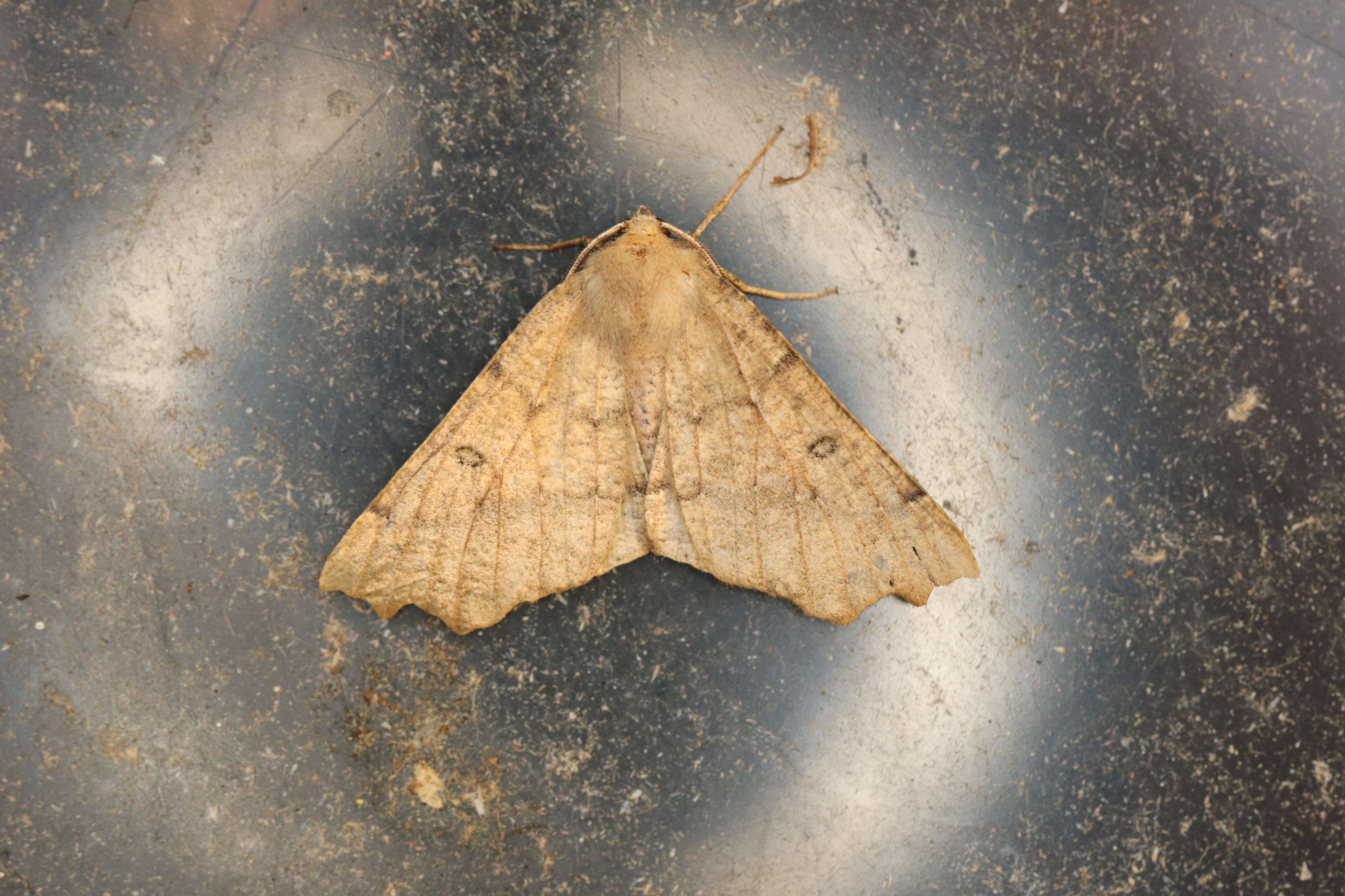 Image of scalloped hazel