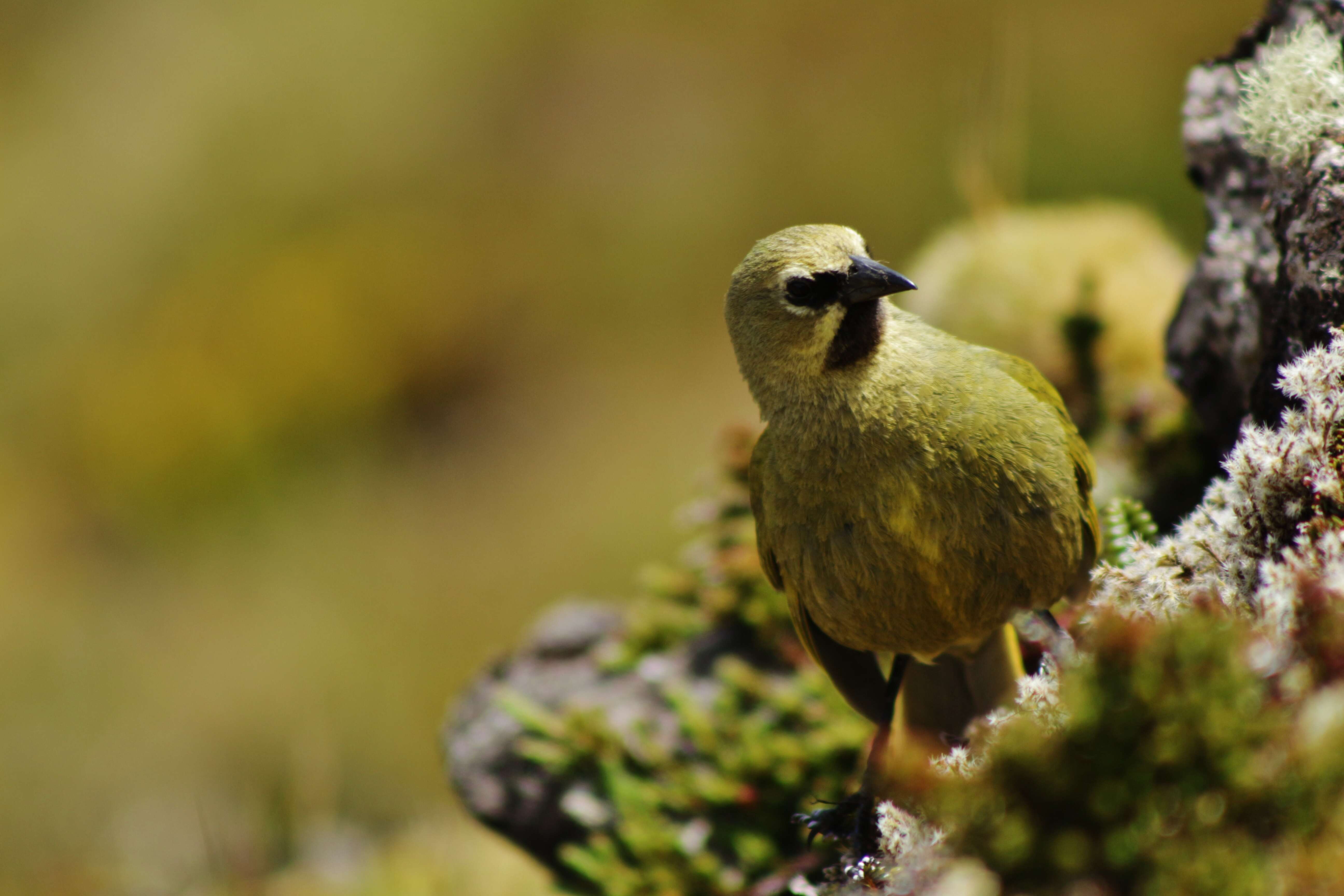 صورة Rowettia goughensis (Clarke & WE 1904)