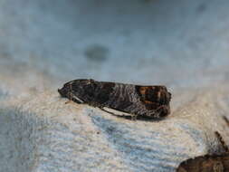 Image of codling moth