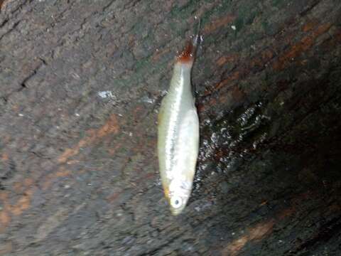 Image of Red-tailed Rasbora