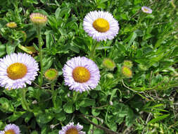 Image of seaside fleabane