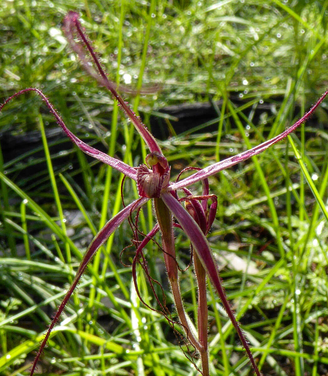 Image of Daddy-long-legs