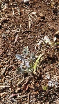 Image of Crambe fruticosa L. fil.