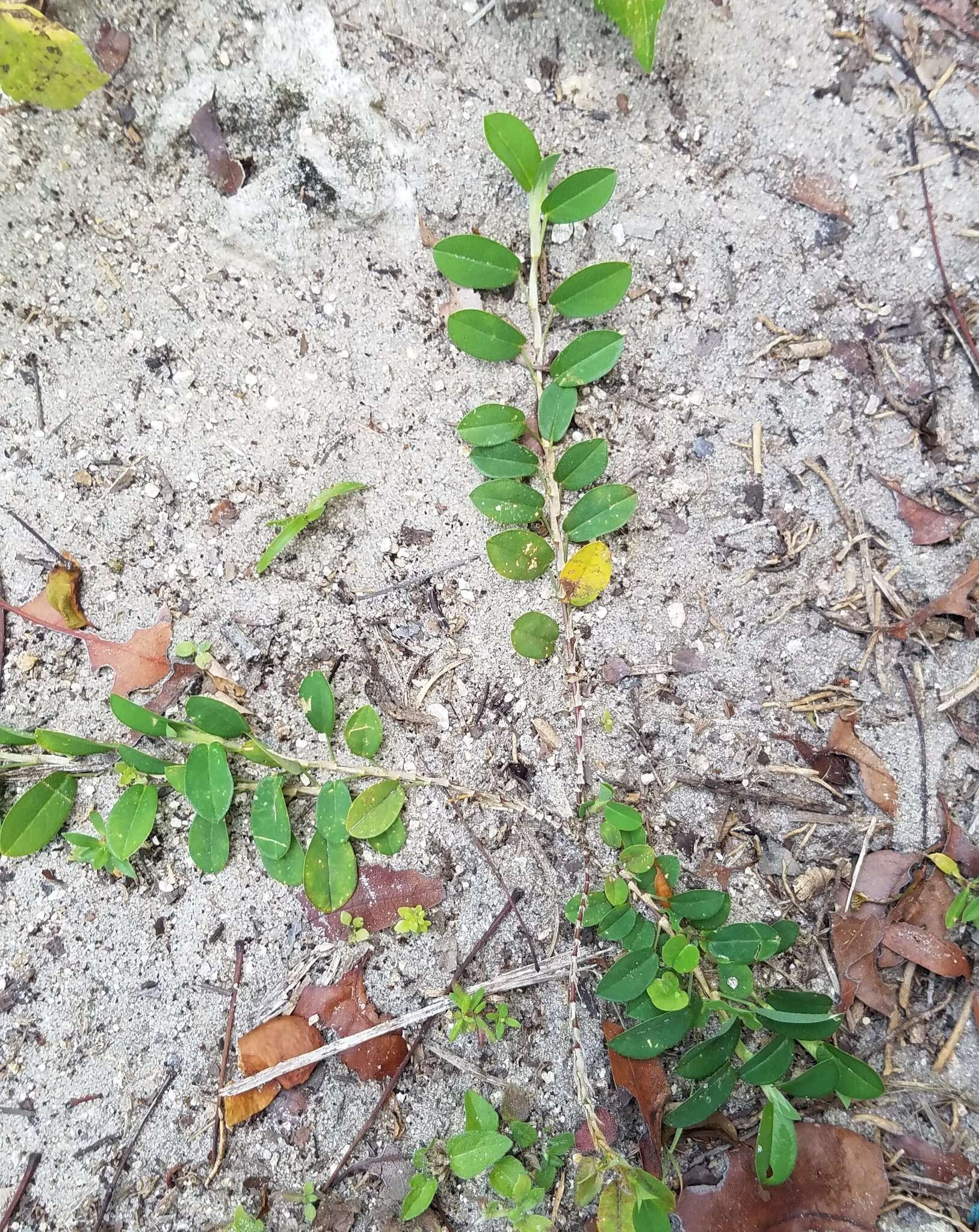 Image of white moneywort