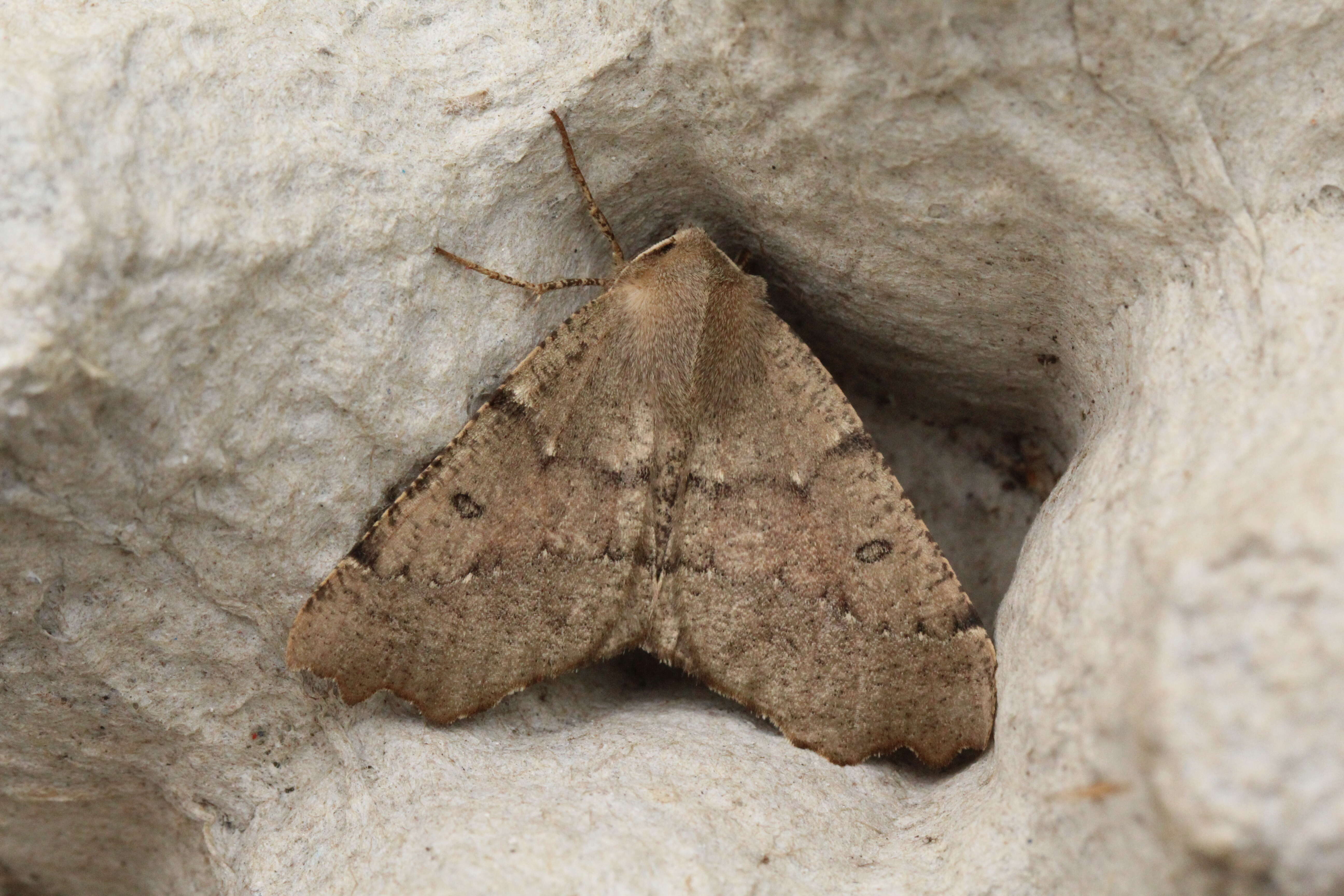 Image of scalloped hazel