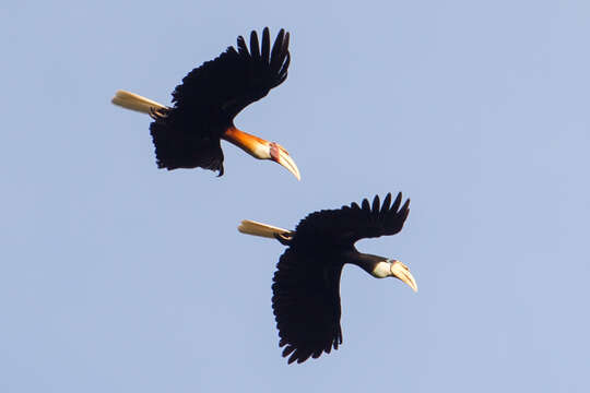 Image of Blyth's Hornbill