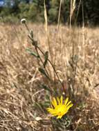 Слика од Grindelia hirsutula Hook. & Arn.