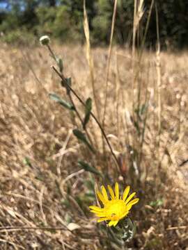 Image of hairy gumweed