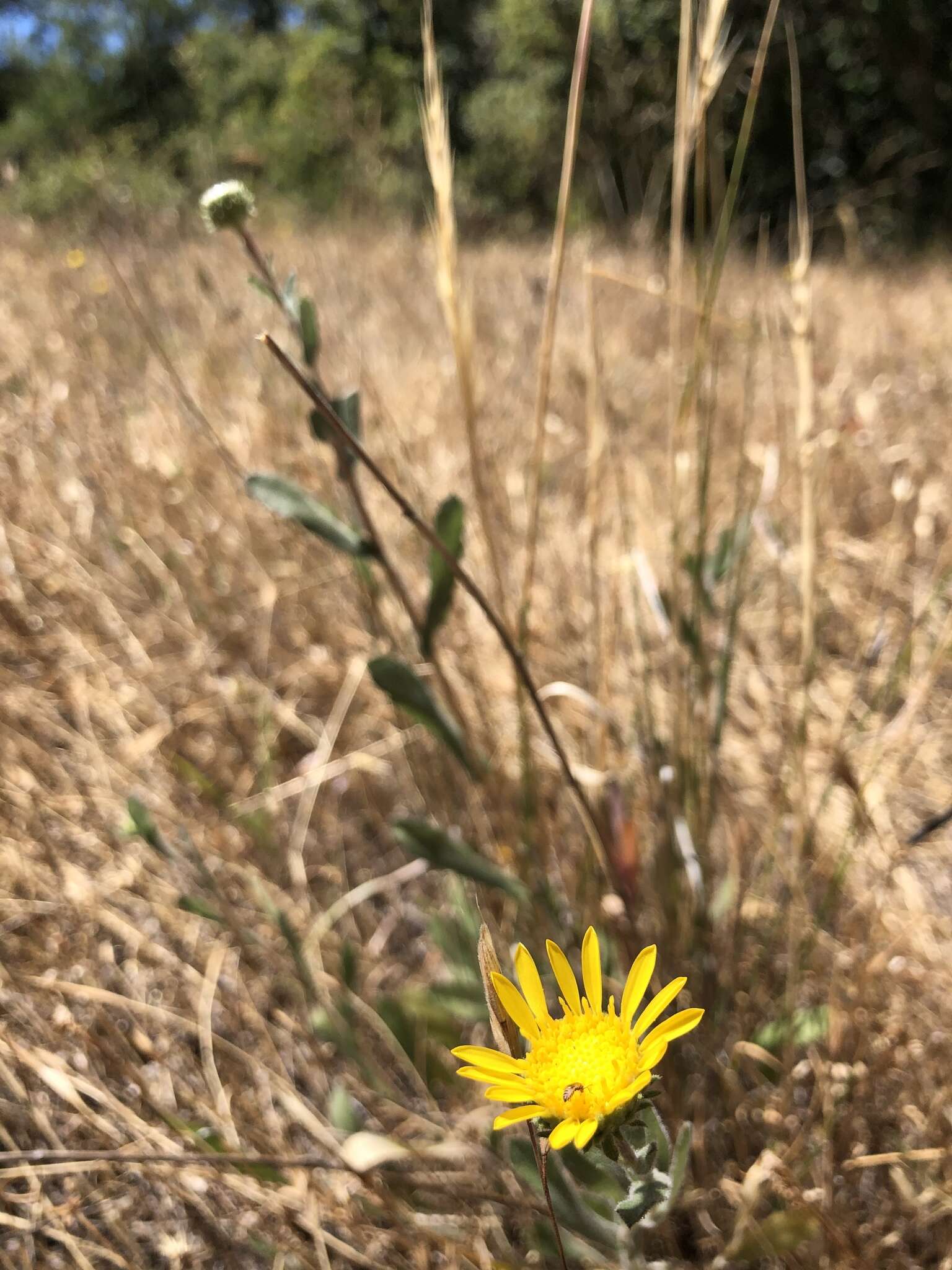 Слика од Grindelia hirsutula Hook. & Arn.