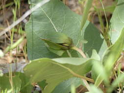 Image of Bolander's mule-ears