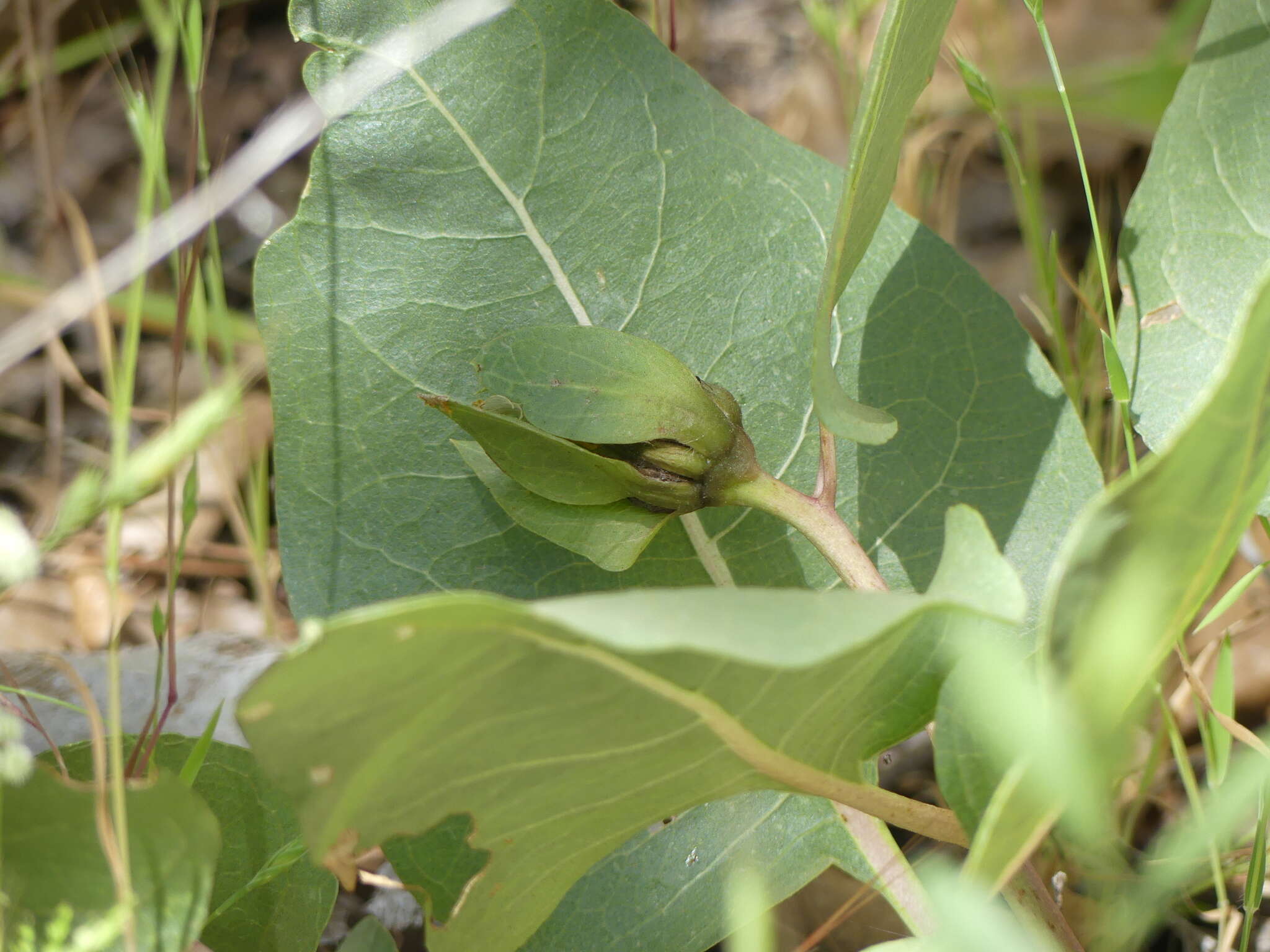 Image of Bolander's mule-ears