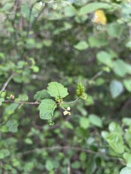 Imagem de Croton betulinus Vahl