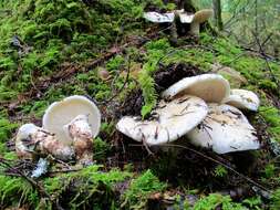 Image of White Matsutake