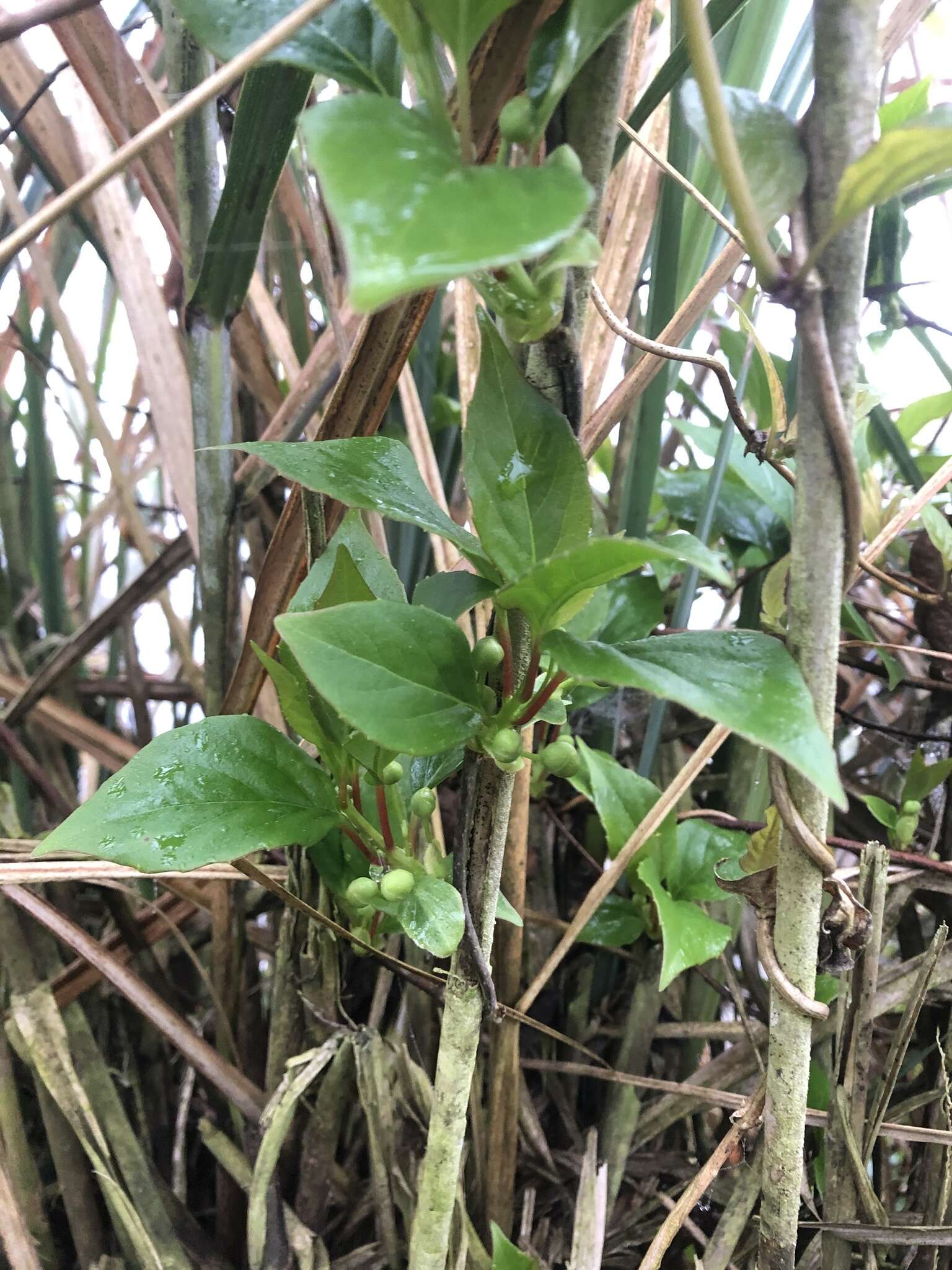 Image de Schisandra arisanensis Hayata