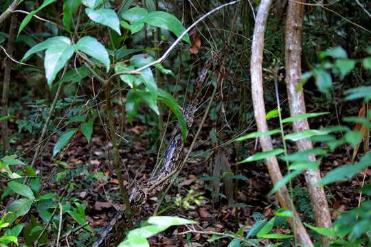 Image of Central American Boa