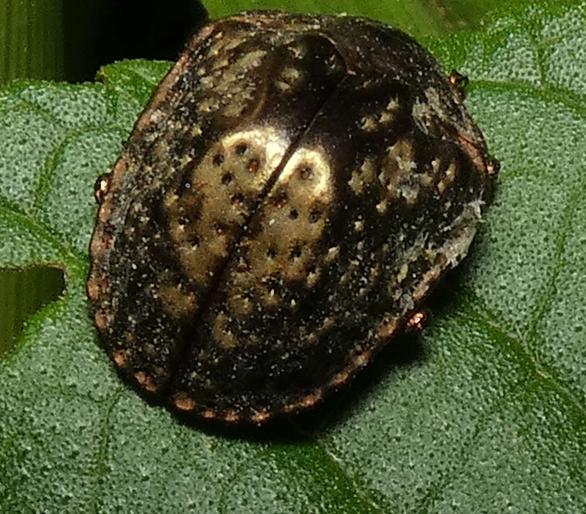 Image of Polychalca (Desmonota) aerea (Boheman 1850)