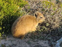 Image of Rock Hyrax