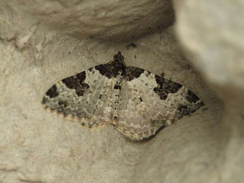 Image of garden carpet