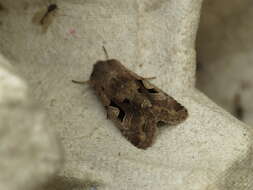 Orthosia gothica Linnaeus 1758 resmi