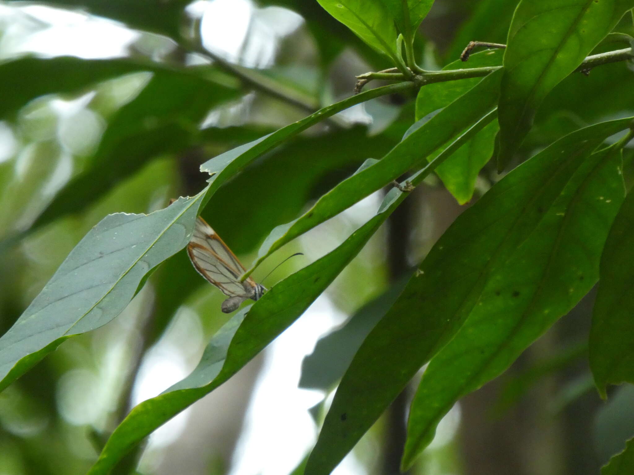 Image of Salvin's Clearwing