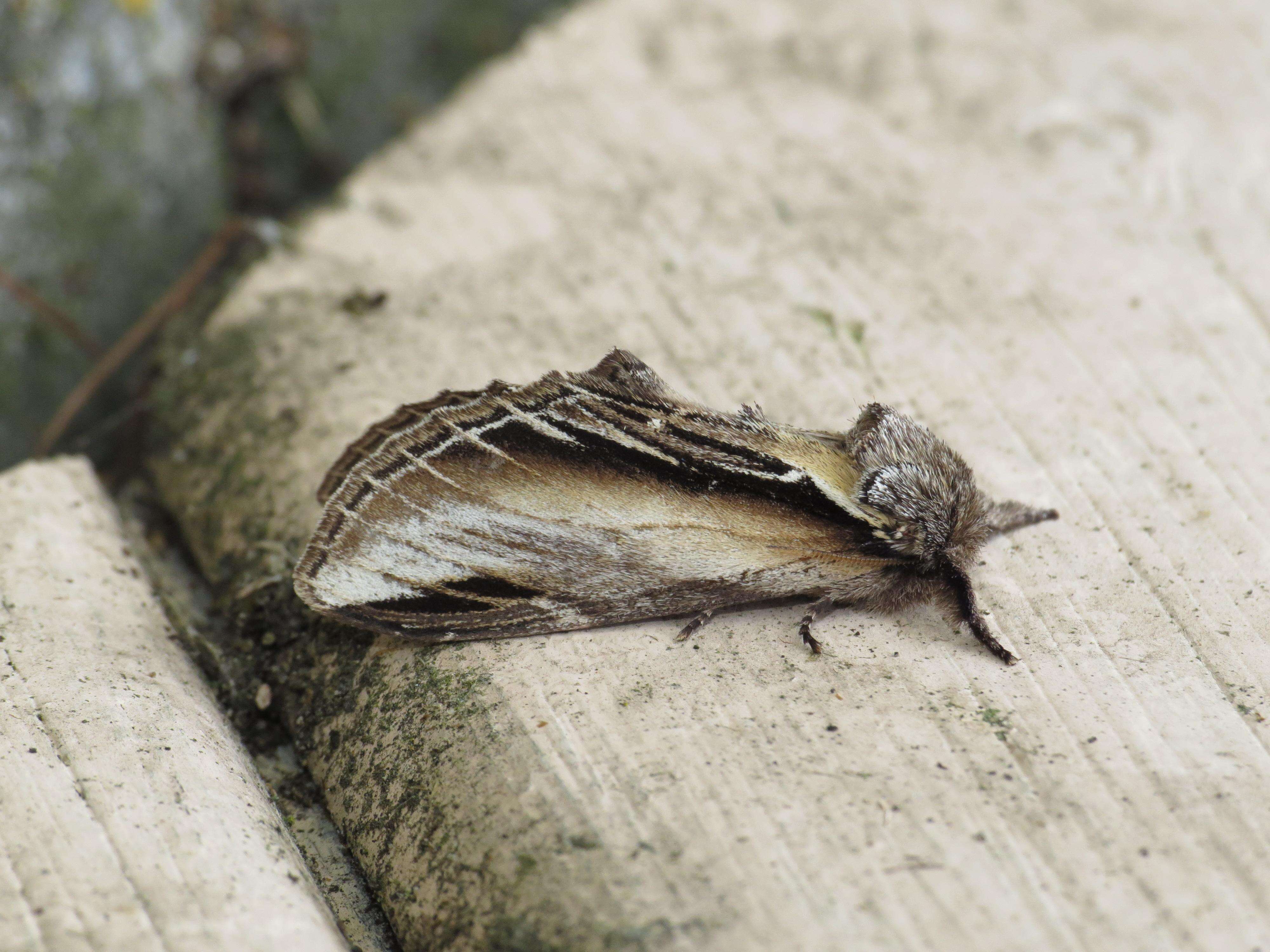 Image of Greater Swallow Prominent