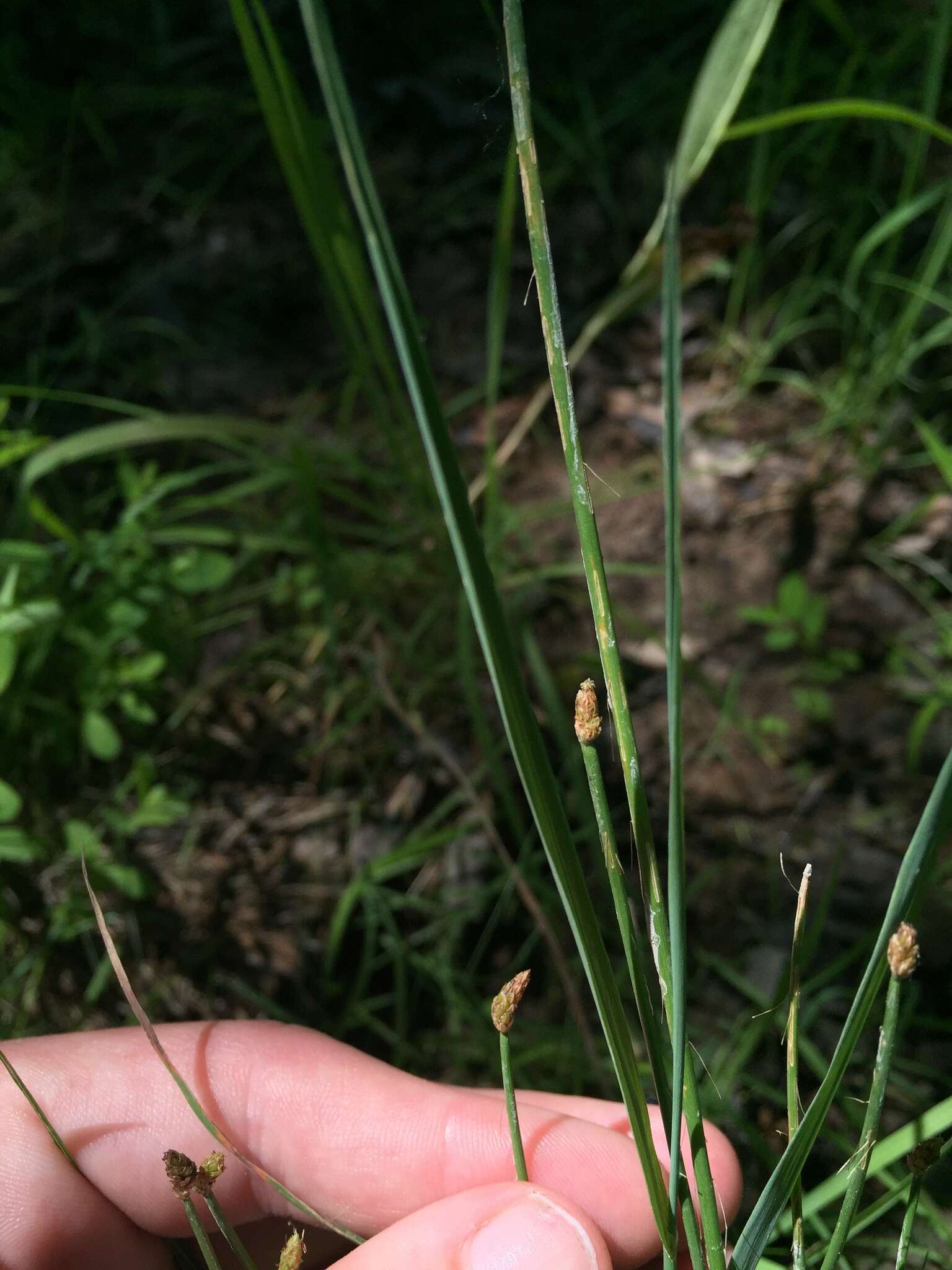 Image of Dagger-Leaf Spike-Rush