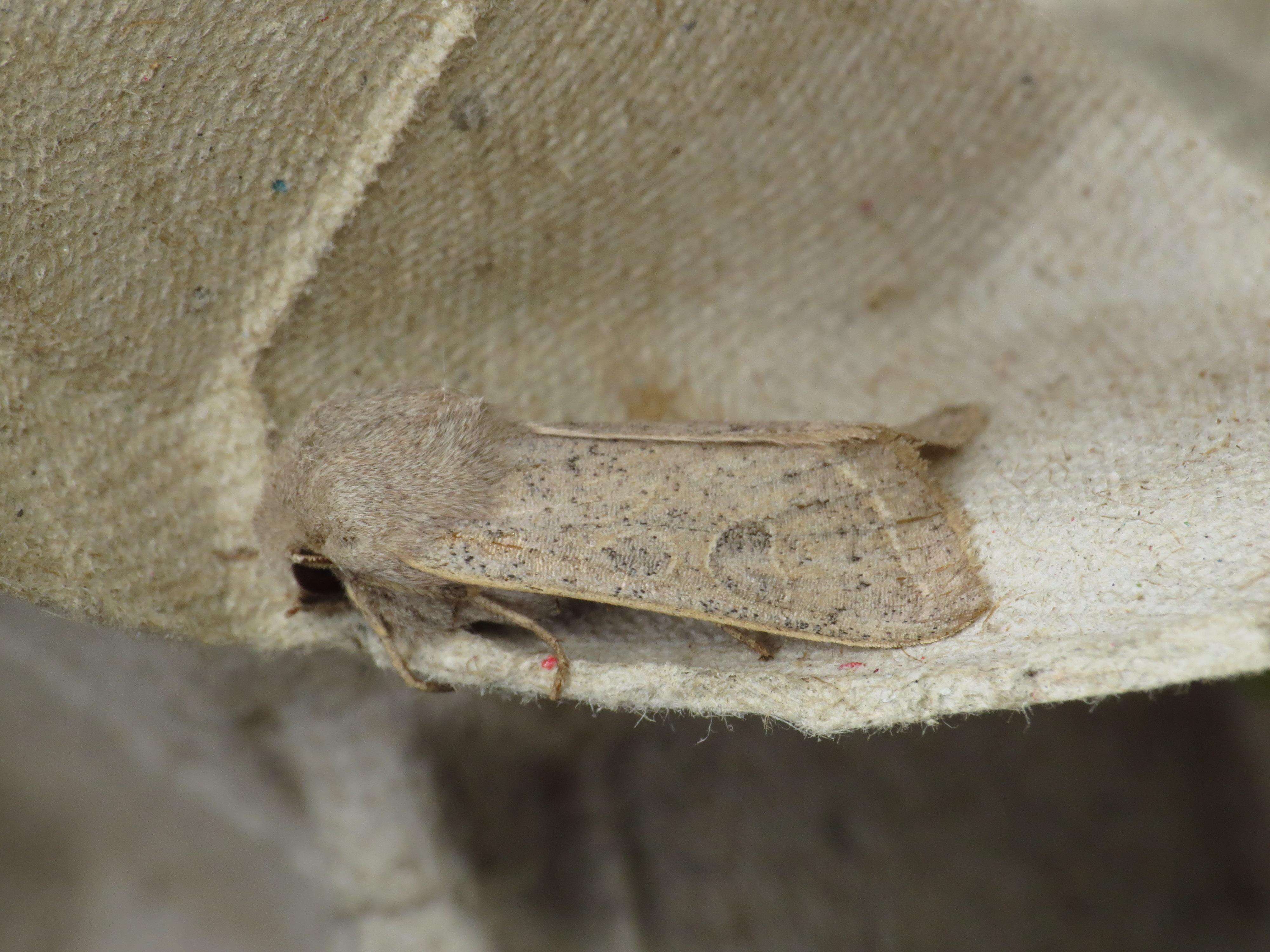 Слика од Orthosia gracilis Schiffermüller 1775