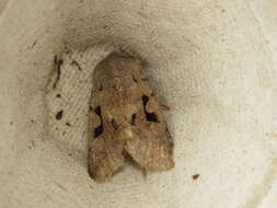 Orthosia gothica Linnaeus 1758 resmi