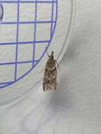 Image of Narrow-winged Grey