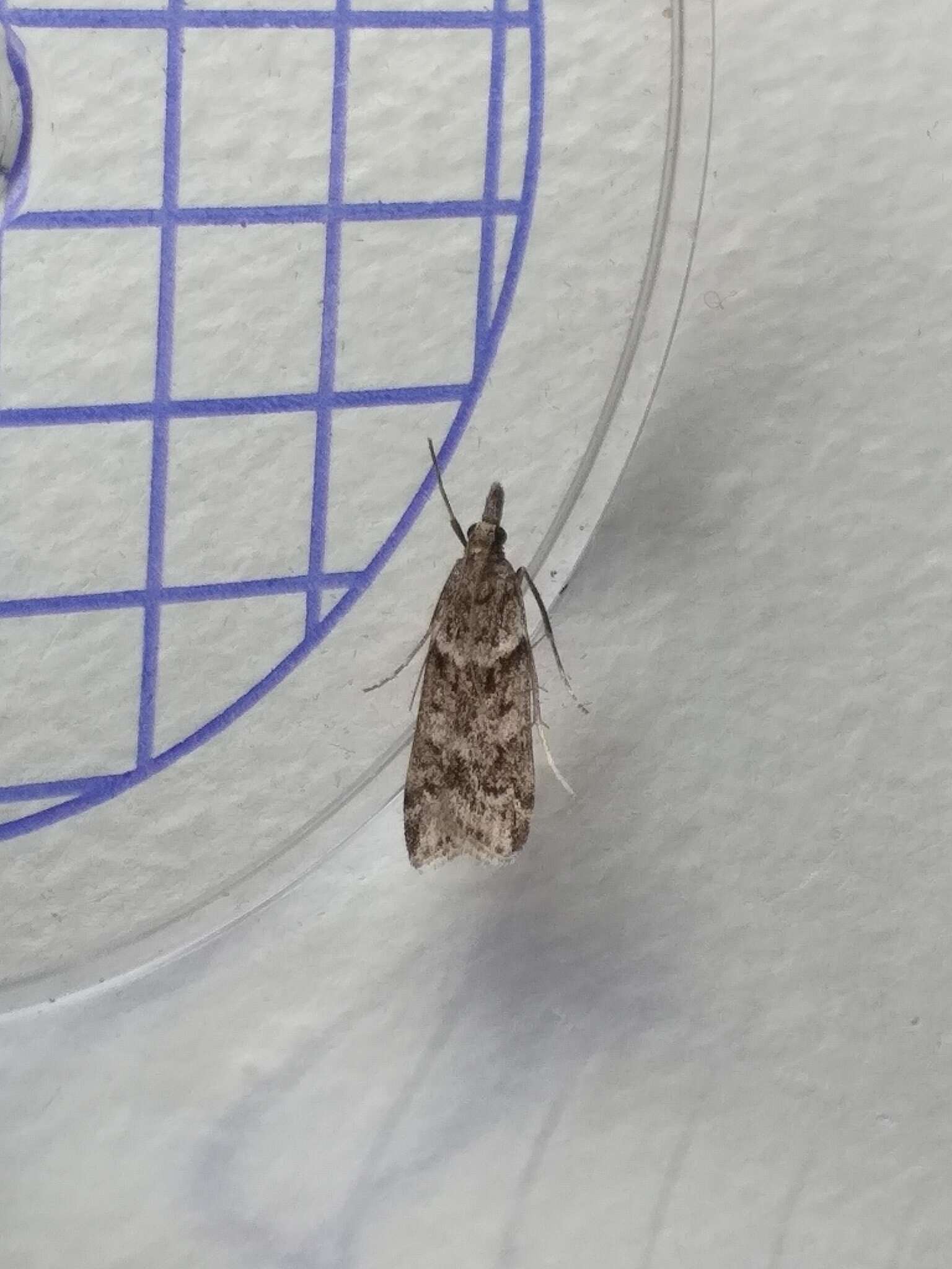 Image of Narrow-winged Grey