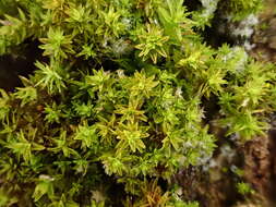 Image of <i>Nyholmiella obtusifolia</i>